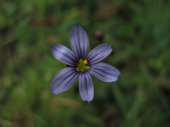 Sisyrinchium chilense