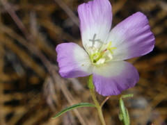 Clarkia arcuata