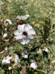 Microbotryum lychnidis-dioicae