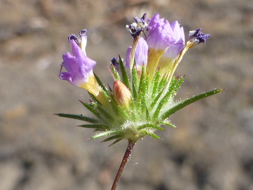 Image of Navarretia prolifera by no rights reserved