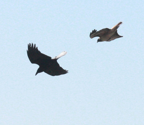 Bird in flight from below: reference photo 9 by Scott Loarie