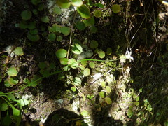 Wahlenbergia rupestris