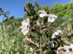 Microbotryum lychnidis-dioicae