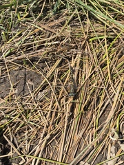 Phanogomphus kurilis