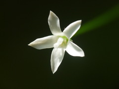 Wahlenbergia rupestris