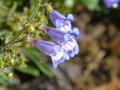 Penstemon laetus laetus