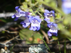 Penstemon laetus laetus