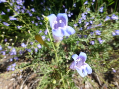 Penstemon laetus laetus
