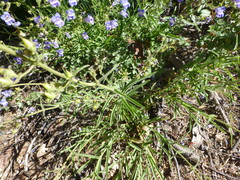 Penstemon laetus laetus