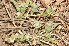 Centaurea pullata