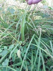 Carex typhina