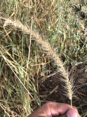 Setaria scheelei