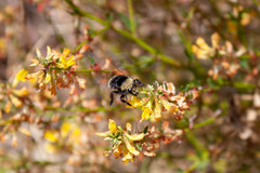 Bombus vandykei