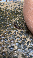 Asiomorpha coarctata