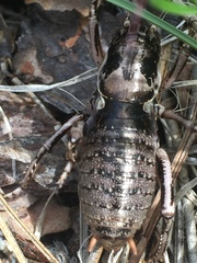 Cyphoderris monstrosa