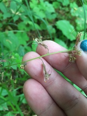 Tolmiea diplomenziesii