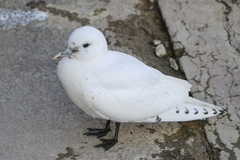 Pagophila eburnea