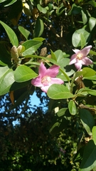 Magnoliopsida