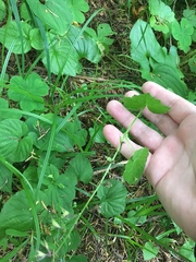 Tolmiea diplomenziesii
