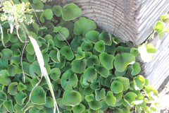 Dichondra donelliana