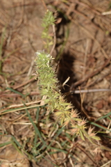 Stachys ocymastrum