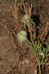 Lomelosia simplex dentata