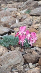 Dicentra peregrina