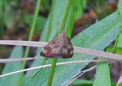 Pyrausta homonymalis