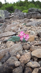 Dicentra peregrina