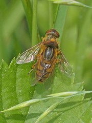 Parhelophilus integer