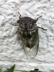 Cryptotympana facialis