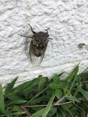Cryptotympana facialis
