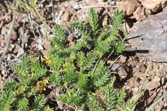 Acaena pinnatifida