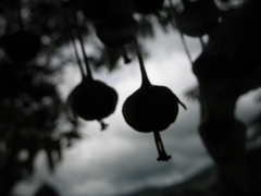 Phyllanthus salviifolius