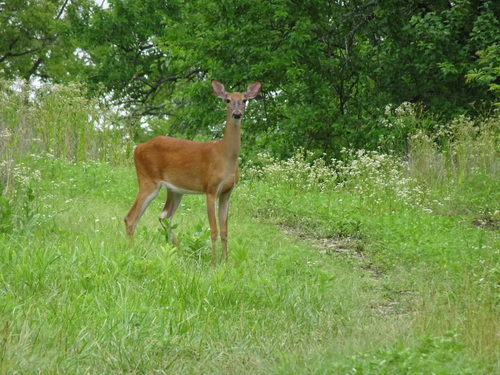 White-tailed Deer photographed in Kansas