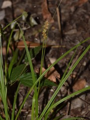 Carex otrubae