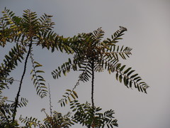 Phyllanthus salviifolius