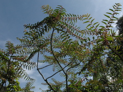 Phyllanthus salviifolius