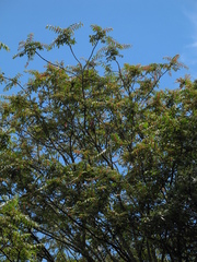 Phyllanthus salviifolius