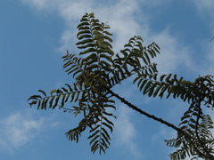 Phyllanthus salviifolius