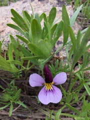 Viola beckwithii
