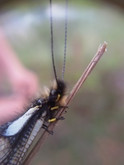 Libelloides coccajus