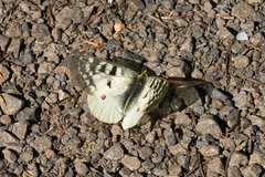 Parnassius clodius claudianus