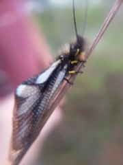 Libelloides coccajus