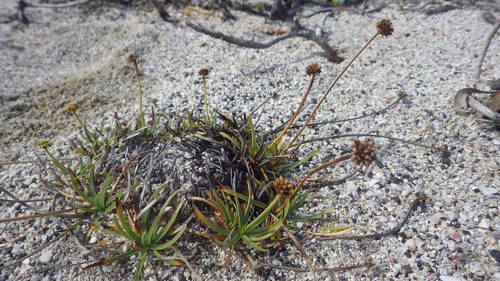 Fimbristylis cymosa observed 2017-05-03