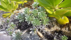 Heliotropium anomalum