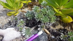 Heliotropium anomalum