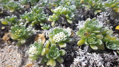 Heliotropium anomalum