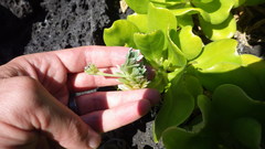 Heliotropium anomalum