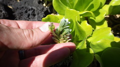 Heliotropium anomalum